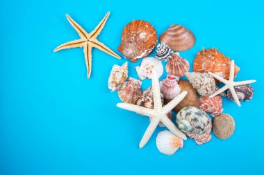 Çeşitli deniz kabukları, konsept, tasarım, fotoğraf, arkaplan