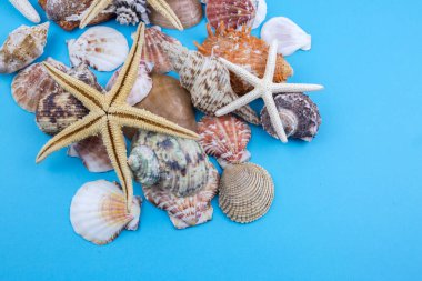 Çeşitli deniz kabukları, konsept, tasarım, fotoğraf, arkaplan