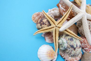 Çeşitli deniz kabukları, konsept, tasarım, fotoğraf, arkaplan
