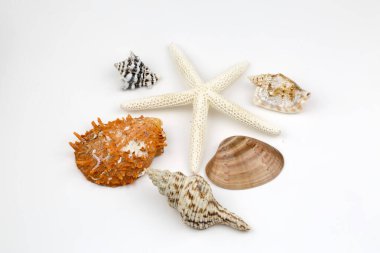 Çeşitli deniz kabukları, konsept, tasarım, fotoğraf, arkaplan