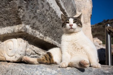 Türkiye İzmir Efes Antik Şehir ve Kedi
