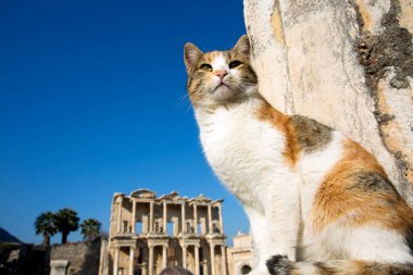 Türkiye İzmir Efes Antik Şehir ve Kedi