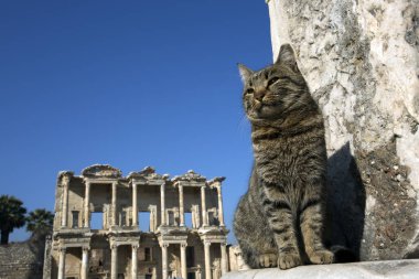 Türkiye İzmir Efes Antik Şehir ve Kedi