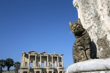 Türkiye İzmir Efes Antik Şehir ve Kedi