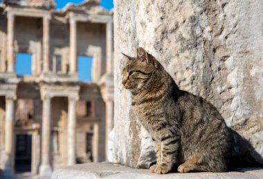 Türkiye İzmir Efes Antik Şehir ve Kedi