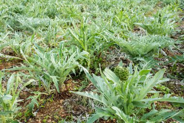 Yeşil enginar tarımı (Türkiye İzmir Urla)