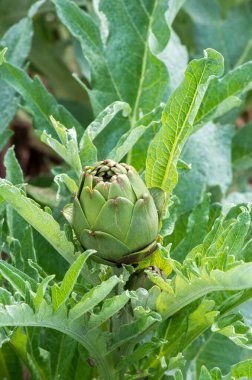 Yeşil enginar tarımı (Türkiye İzmir Urla)