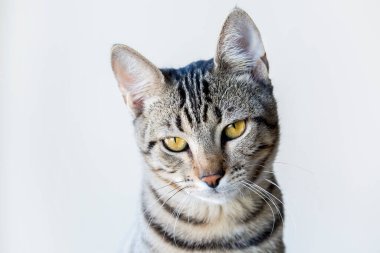 Evcil hayvan; sevimli kedi.