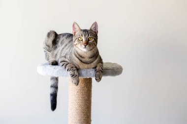 Evcil hayvan; sevimli kedi.