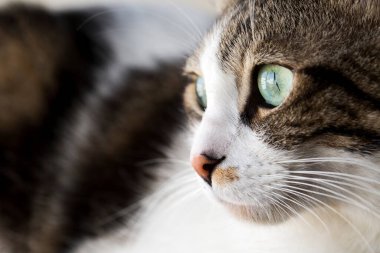 Evcil hayvan; sevimli kedi.