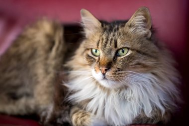 Evcil hayvan; sevimli kedi.