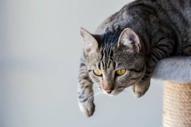 Evcil hayvan; sevimli kedi.