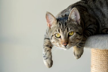 Evcil hayvan; sevimli kedi.