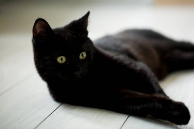 Evcil hayvan; sevimli kedi.