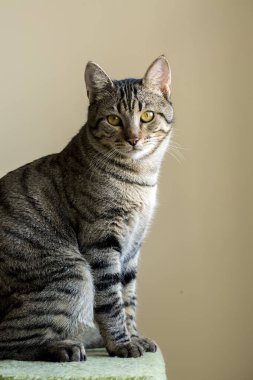 Evcil hayvan; sevimli kedi.