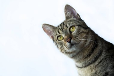 Evcil hayvan; sevimli kedi.