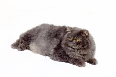 Evcil hayvan; sevimli kedi.