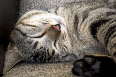 Evcil hayvan; sevimli kedi.