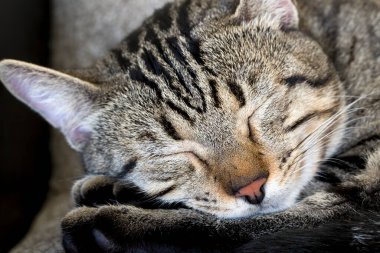 Evcil hayvan; sevimli kedi.