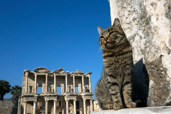 Τουρκία Σμύρνη Έφεσος Αρχαία Πόλη Και Γάτα — Φωτογραφία Αρχείου