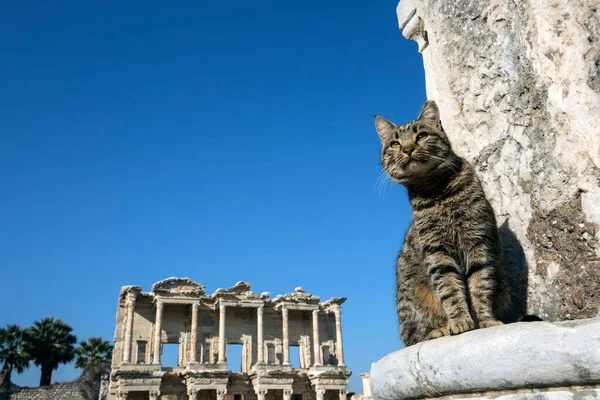 Τουρκία Σμύρνη Έφεσος Αρχαία Πόλη Και Γάτα — Φωτογραφία Αρχείου