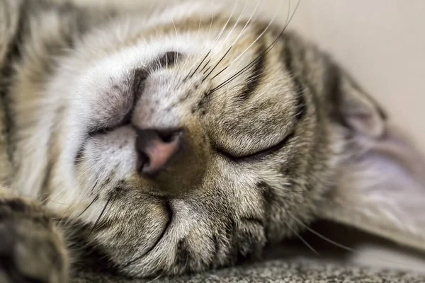 Haustier Niedliche Katze — Stockfoto