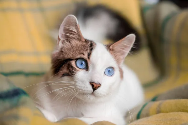 ペット動物可愛い猫 — ストック写真