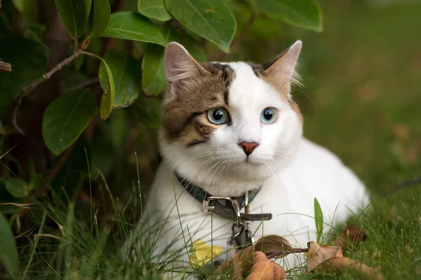 Animale Domestico Gatto Carino — Foto Stock