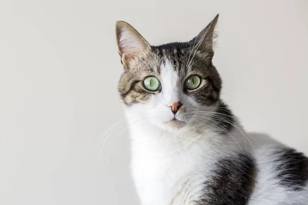 Domácí Zvíře Roztomilá Kočka — Stock fotografie