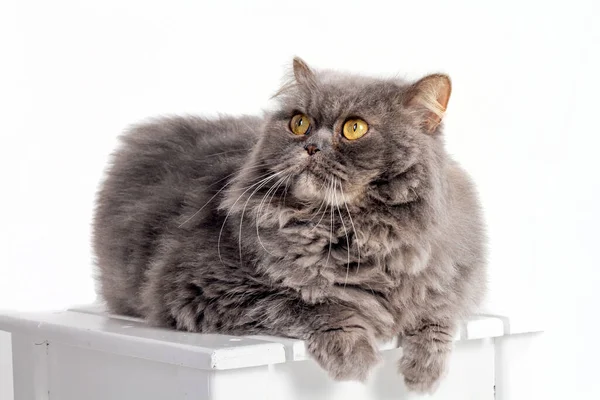 Pet Animal Cute Cat — Stock Photo, Image