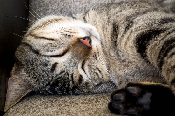 Evcil Hayvan Sevimli Kedi — Stok fotoğraf