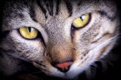 Картина, постер, плакат, фотообои "pet animal; cute cat", артикул 388050402
