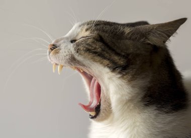 Evcil hayvan; sevimli kedi.