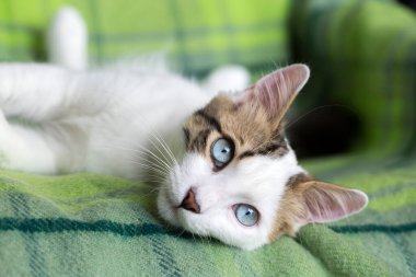 Evcil hayvan; sevimli kedi.