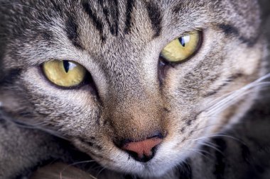 Evcil hayvan; sevimli kedi.