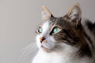 Evcil hayvan; sevimli kedi.