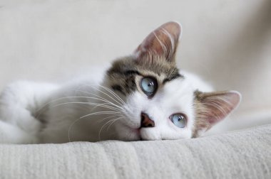 Evcil hayvan; sevimli kedi.