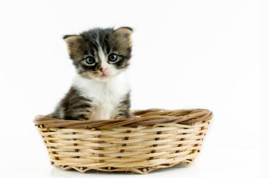 Evcil hayvan; sevimli kedi.