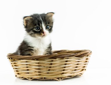 Evcil hayvan; sevimli kedi.