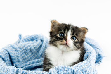 Evcil hayvan; sevimli kedi.