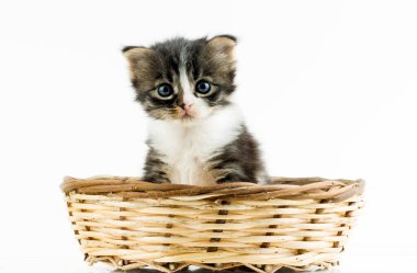 Evcil hayvan; sevimli kedi.