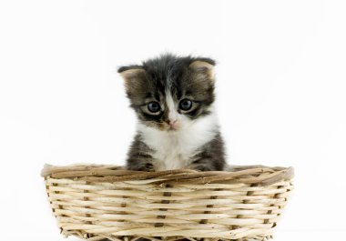 Evcil hayvan; sevimli kedi.