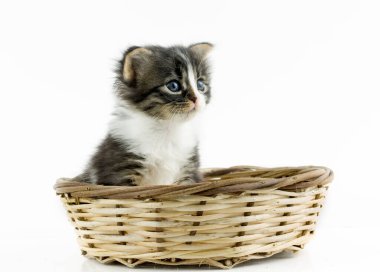 Evcil hayvan; sevimli kedi.