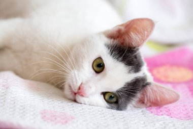 Evcil hayvan; sevimli kedi.