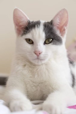 Evcil hayvan; sevimli kedi.