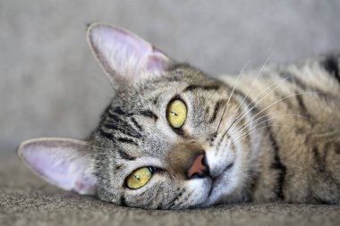 Evcil hayvan; sevimli kedi.