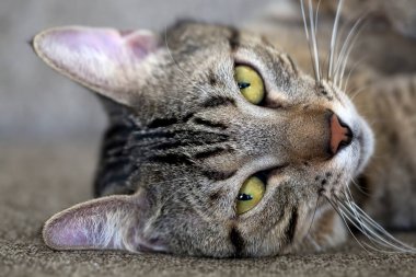 Evcil hayvan; sevimli kedi.