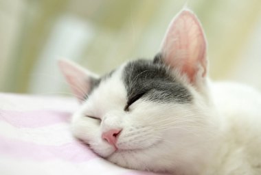 Evcil hayvan; sevimli kedi.