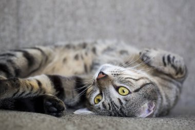 Evcil hayvan; sevimli kedi.