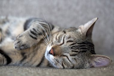 Evcil hayvan; sevimli kedi.